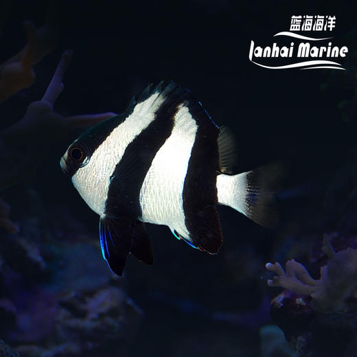 三间魔 商品图0