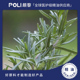 西班牙进口马鞭草酮单方精油原料 樟脑迷迭香精油批发 颇黎进口桉油醇
