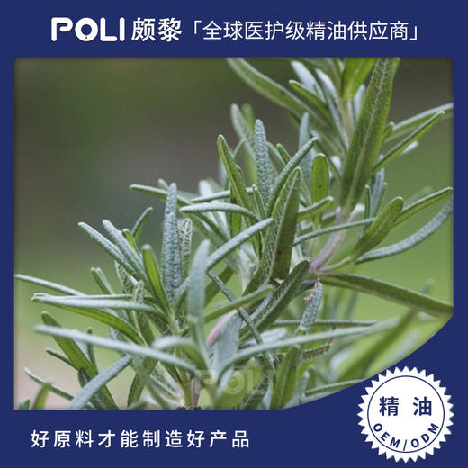 西班牙进口马鞭草酮单方精油原料 樟脑迷迭香精油批发 颇黎进口桉油醇 商品图0