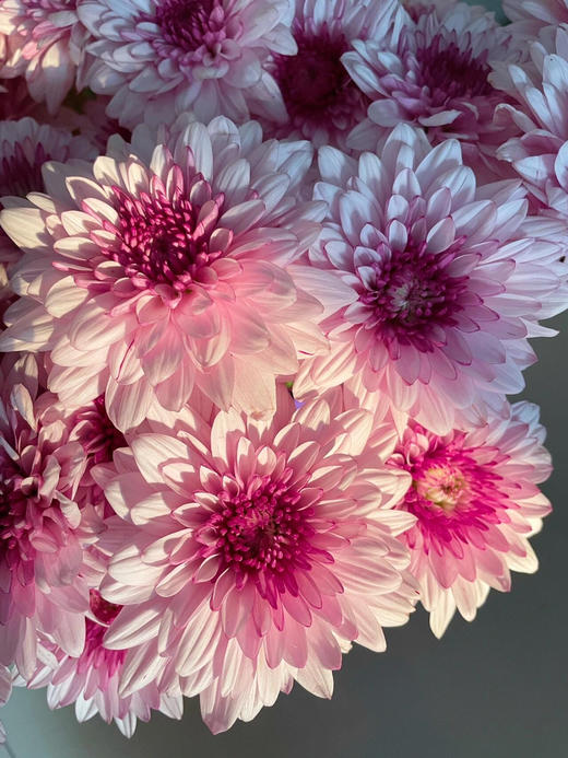 【AB级粉丹特小雏菊】5支/份 商品图6