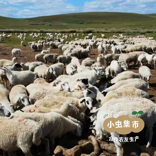 生态羊肝粉 100g/罐 | 合作农友生产，来自内蒙古锡林郭勒，生产者：何梅 *【公平贸易农人定价】 商品图12