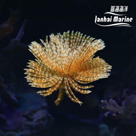 羽毛软管虫