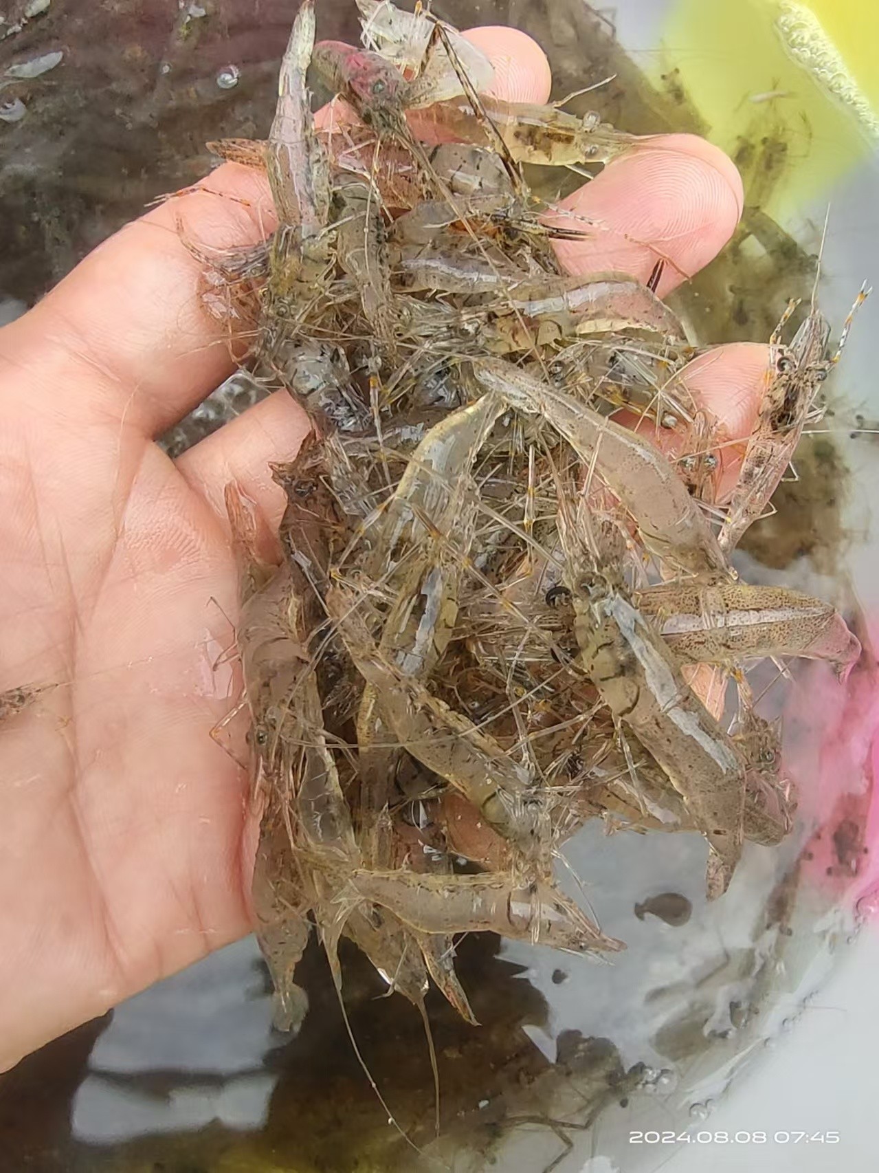 安叶家自产野生小河虾