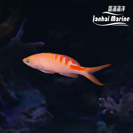 虎纹宝石 商品图0