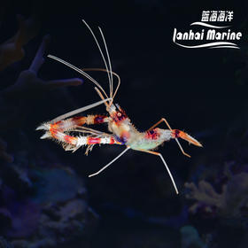 美人虾
