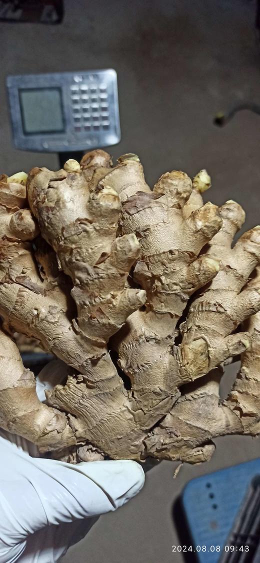 2024年秋收"七不"生姜/老姜/鲜姜/姜母1斤/3斤5斤/10斤,6斤/11斤 七不小黄姜包邮 小黄姜 生态 商品图1