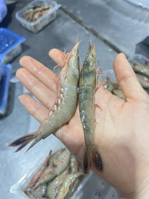 野生大号金钩虾 商品图3