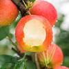 甜蜜彩云红梨 商品缩略图0