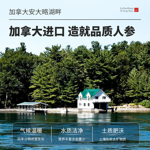 加拿大进口西洋参30g/罐 2-3cm大片参 A-4794 商品图3