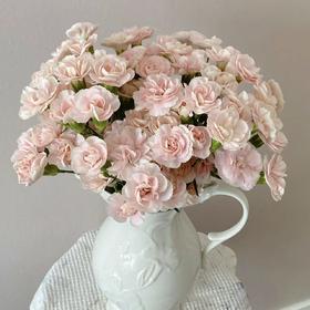 【爱意流年】多头康乃馨-流年-10枝 | 5.27公众号专享