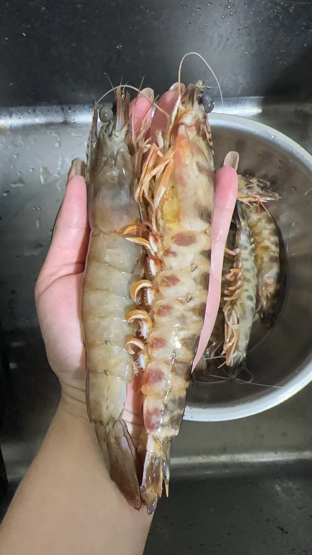 活冻野生大斑马虾1.5斤/坨，捕捞自大西洋，没有污染，纯天然，由于是船上冷冻可能会有不同品种的虾，介意慎拍，全国包邮。