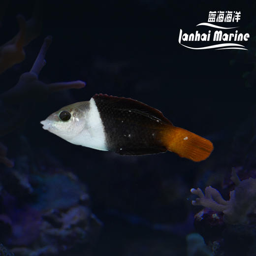 熊猫龙 商品图0