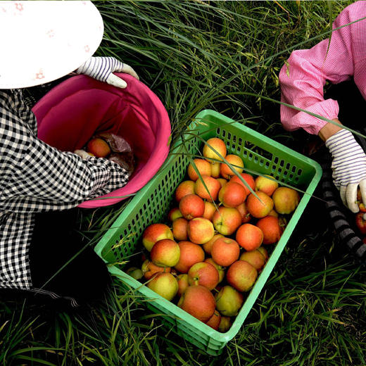甜蜜彩云红梨 商品图11