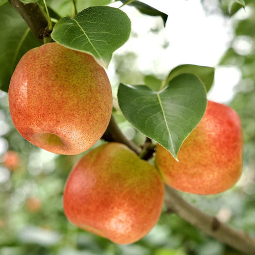 甜蜜彩云红梨 商品图8