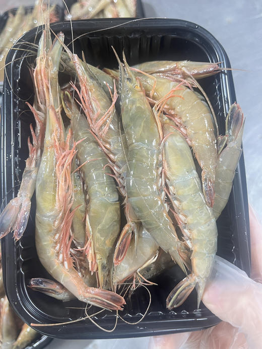 野生大号金钩虾 商品图0