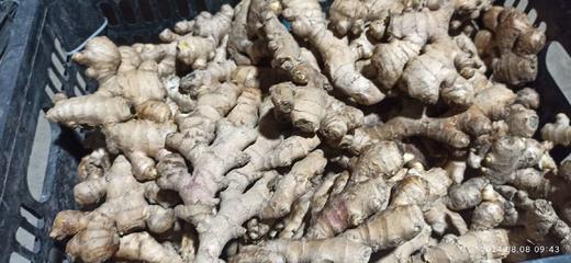 2024年秋收"七不"生姜/老姜/鲜姜/姜母1斤/3斤5斤/10斤,6斤/11斤 七不小黄姜包邮 小黄姜 生态 商品图2