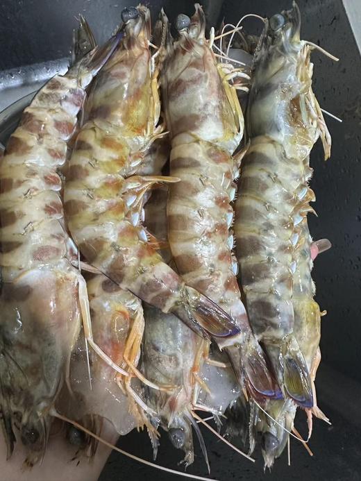 活冻野生大斑马虾1.5斤/坨，捕捞自大西洋，没有污染，纯天然，由于是船上冷冻可能会有不同品种的虾，介意慎拍，全国包邮。 商品图2