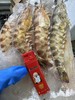 活冻野生大斑马虾1.5斤/坨，捕捞自大西洋，没有污染，纯天然，由于是船上冷冻可能会有不同品种的虾，介意慎拍，全国包邮。 商品缩略图7