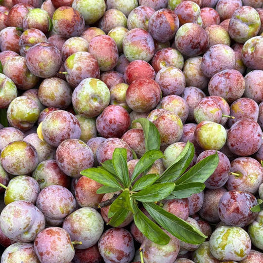 【脆甜多汁】脆红李  500g/份 商品图0