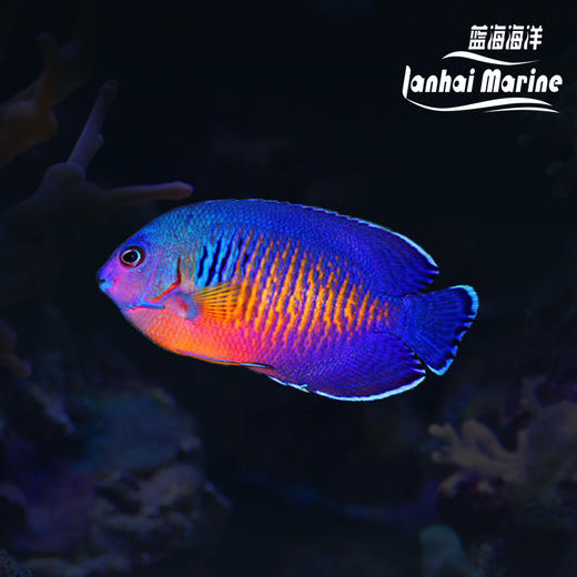 蓝闪电 商品图0