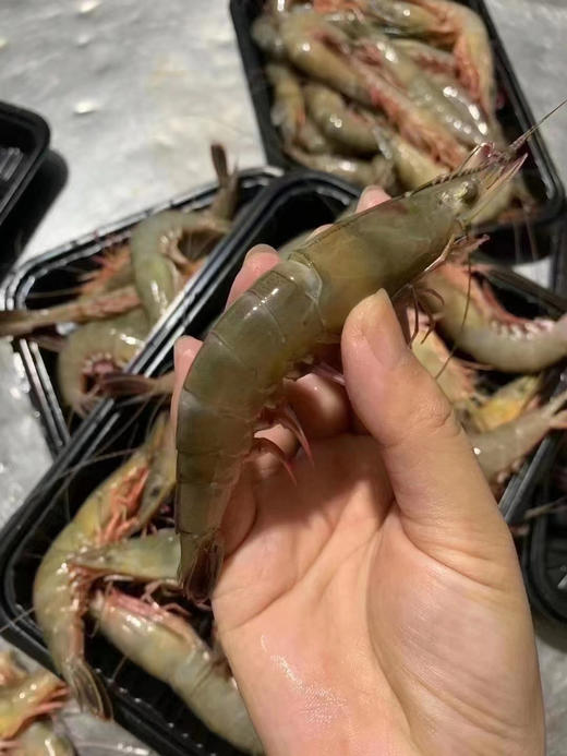 野生大号金钩虾 商品图4