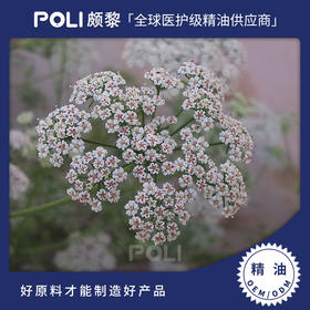 印度进口藏茴香精油原料印度天然精油颇黎进口藏茴香天然精油