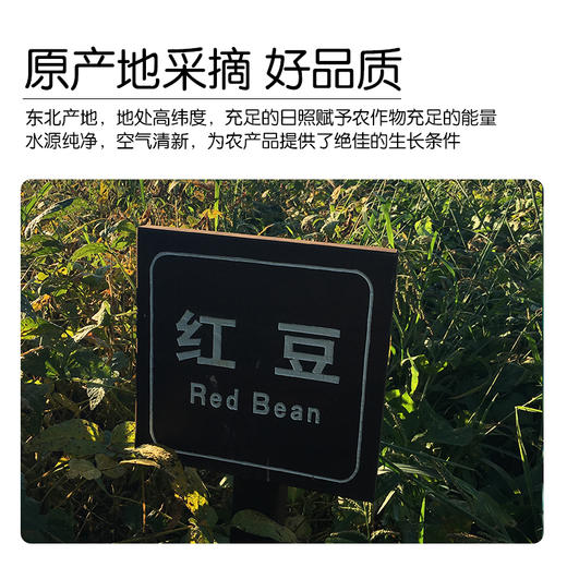 【有机红豆】350g实惠装东北新豆农场新鲜红豆丨350g 商品图4