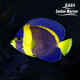 澳洲仙 母