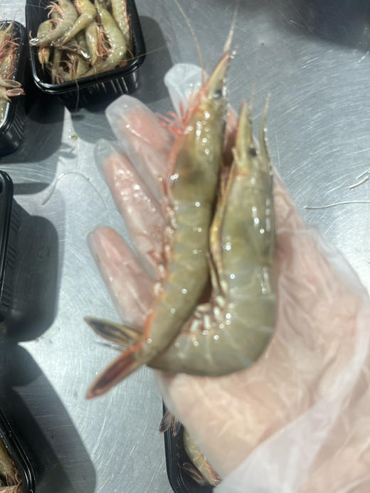 野生大号金钩虾 商品图1