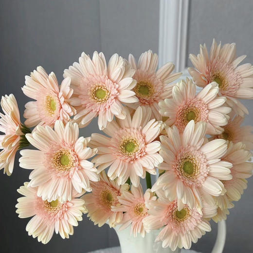 非洲菊.圣托里尼 商品图2