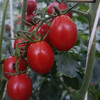 农科院高糖梦幻小番茄，有机肥，这个季节好吃的小番茄，2斤/盒 商品缩略图1