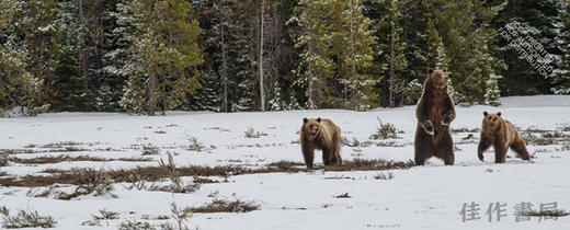 Grizzly 399: The World's Most Famous Mother Bear / 灰熊399：世界上最著名的熊妈妈 商品图2