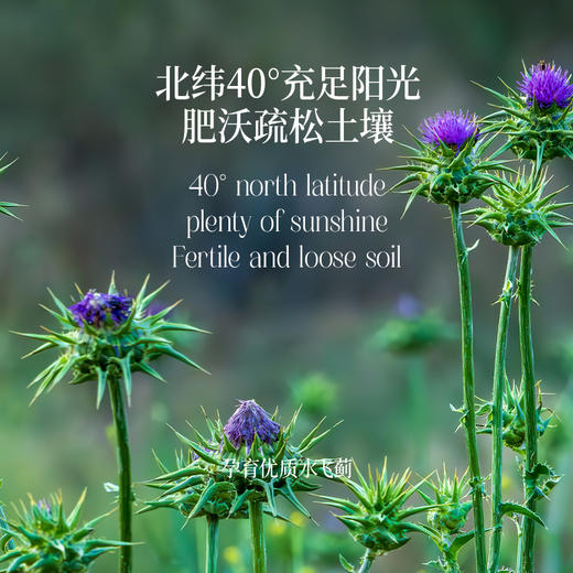 晟麦水飞蓟籽油500ml 低温冷榨初榨奶蓟籽油食用油 商品图4