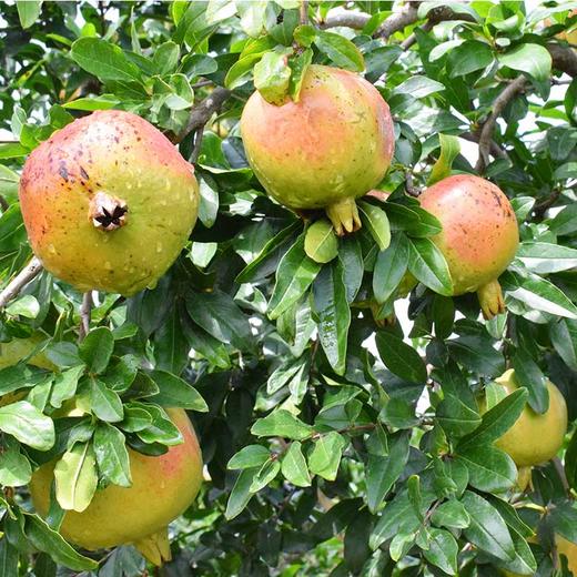 【云南突尼斯软籽石榴】果肉颜色偏粉不影响口感 后期会慢慢变红 大口吃不吐籽 皮薄易剥 果粒饱满 粒粒爆汁 酸甜爽口 4种规格可选 商品图2