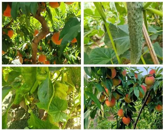 【智行研学】明州书城8月16日“山野独立营” 8:00出发 商品图5