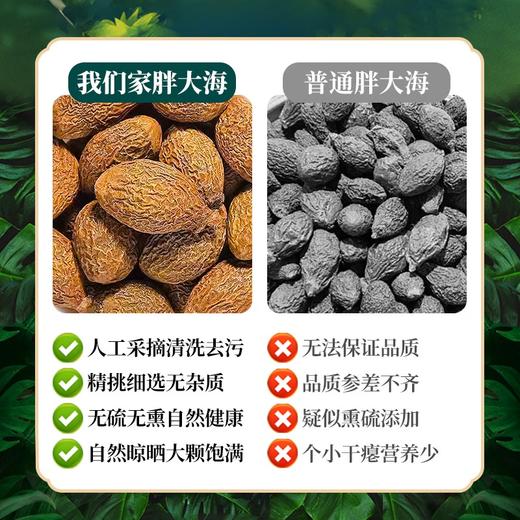 南京同仁堂 乾坤六和胖大海 125g/瓶胖大海可搭菊花金银花 商品图4