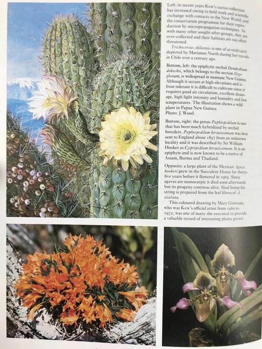 邱园：科学与娱乐的花园 数百幅插图 精装16开 商品图11