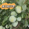 浦江桃形李（5斤装） 商品缩略图0