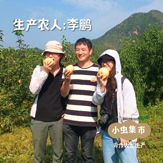 【标果每箱赠送一袋100克秋梨膏】小空山有机圆黄梨 | 合作农友生产，来自河南南召县，生产者：李 鹏 *【公平贸易农人定价】 商品图3