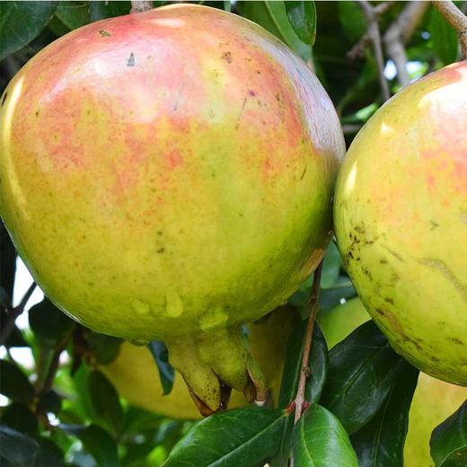 【云南突尼斯软籽石榴】果肉颜色偏粉不影响口感 后期会慢慢变红 大口吃不吐籽 皮薄易剥 果粒饱满 粒粒爆汁 酸甜爽口 4种规格可选 商品图7