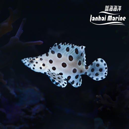 老鼠斑 商品图0