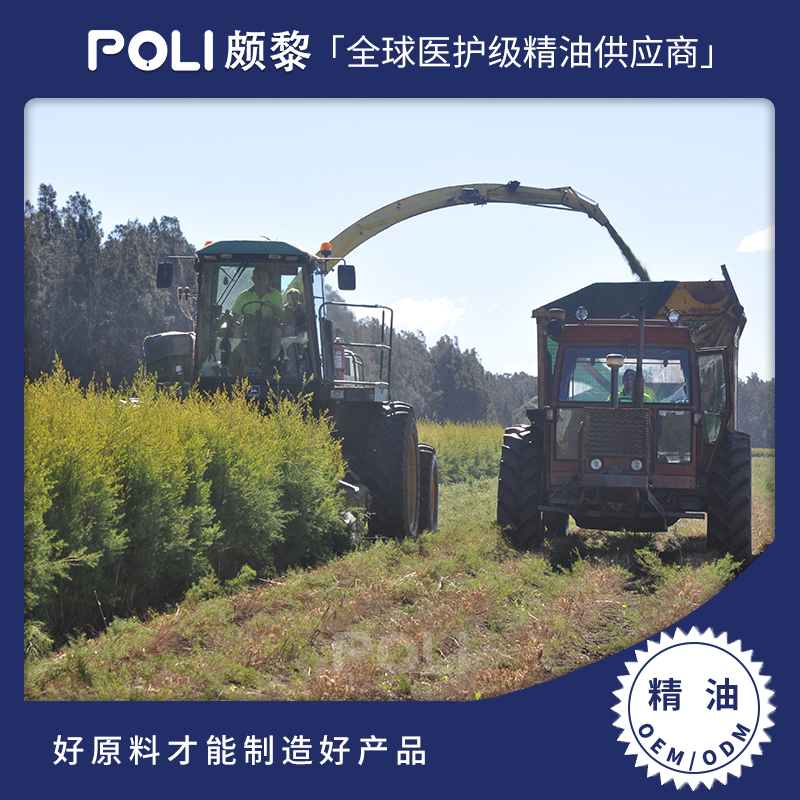 澳洲进口茶树精油原料 澳大里亚茶树精油 脸部面部单方精油 颇黎进口精油