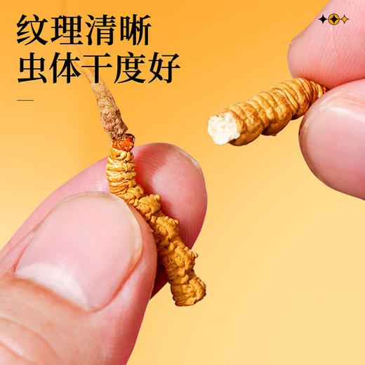 雷允上冬虫夏草断草10g/瓶 商品图4