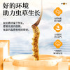 雷允上冬虫夏草断草10g/瓶 商品缩略图3
