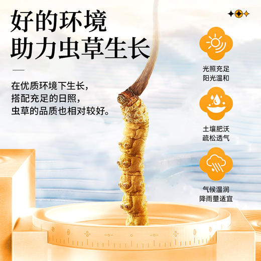 雷允上冬虫夏草断草10g/瓶 商品图3