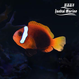 印尼黑红小丑