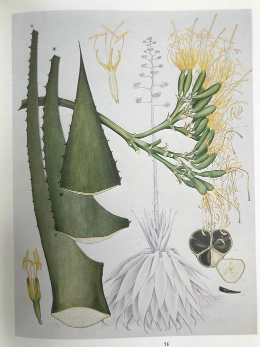 邱园：科学与娱乐的花园 数百幅插图 精装16开 商品图10