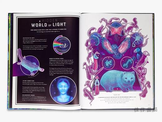 Glow: The wild wonders of bioluminescence / 发光：生物发光的奇妙世界 商品图3