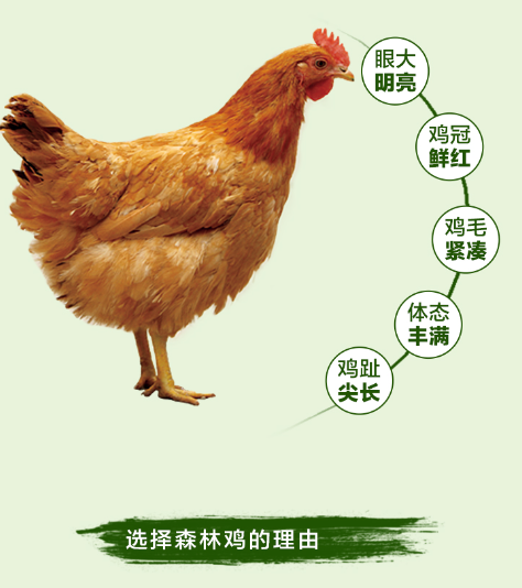 【新增公鸡/母鸡任选】【顺丰冷链】现杀现发兴安岭森林散养笨母鸡365天以上的母鸡，肉质香有嚼劲，大兴安岭深山放养，寒地成长，无污染     基地直邮