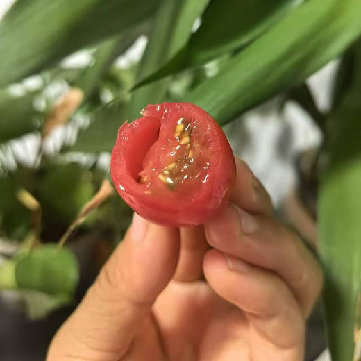 农科院高糖梦幻小番茄，有机肥，这个季节好吃的小番茄，2斤/盒 商品图0